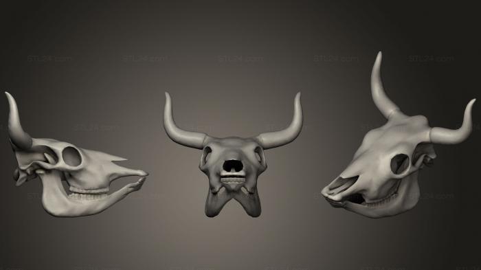 Анатомия скелеты и черепа (Череп коровы, ANTM_0362) 3D модель для ЧПУ станка